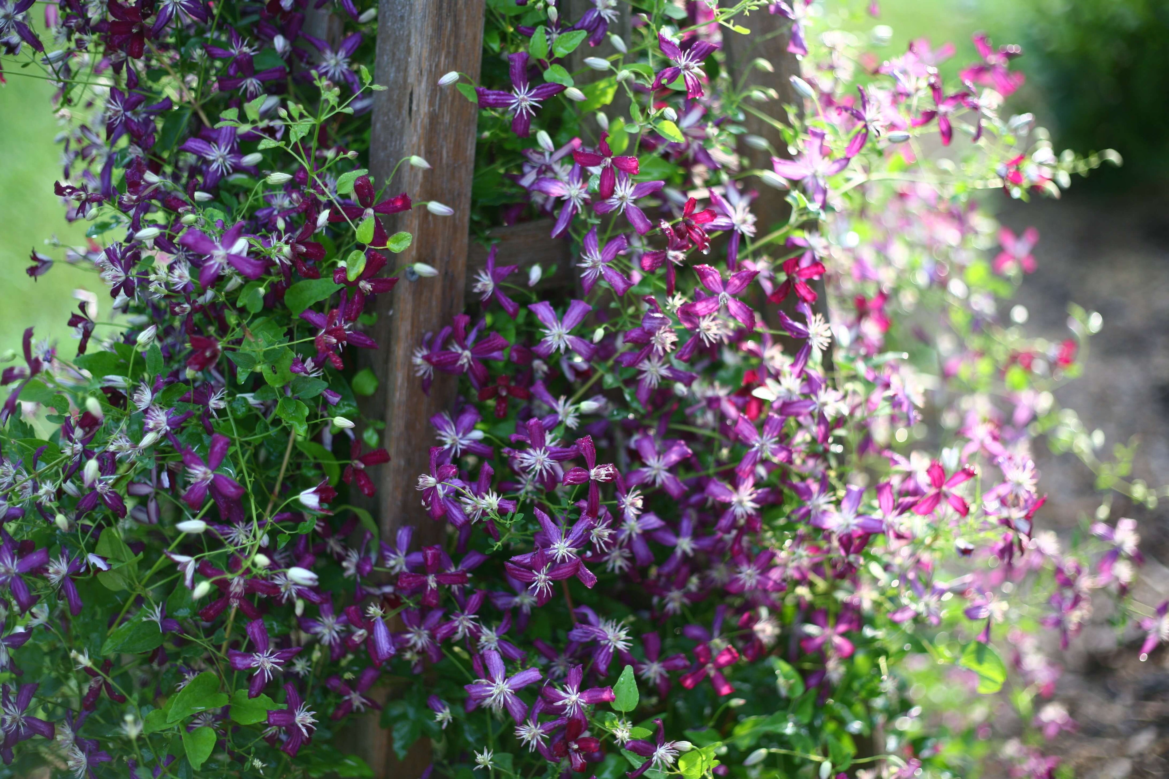 Vines & Climbing Plants
