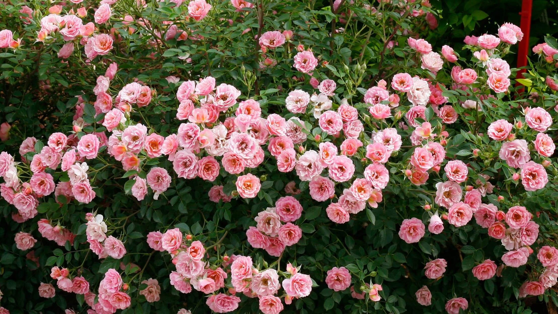 Oso Easy® Roses