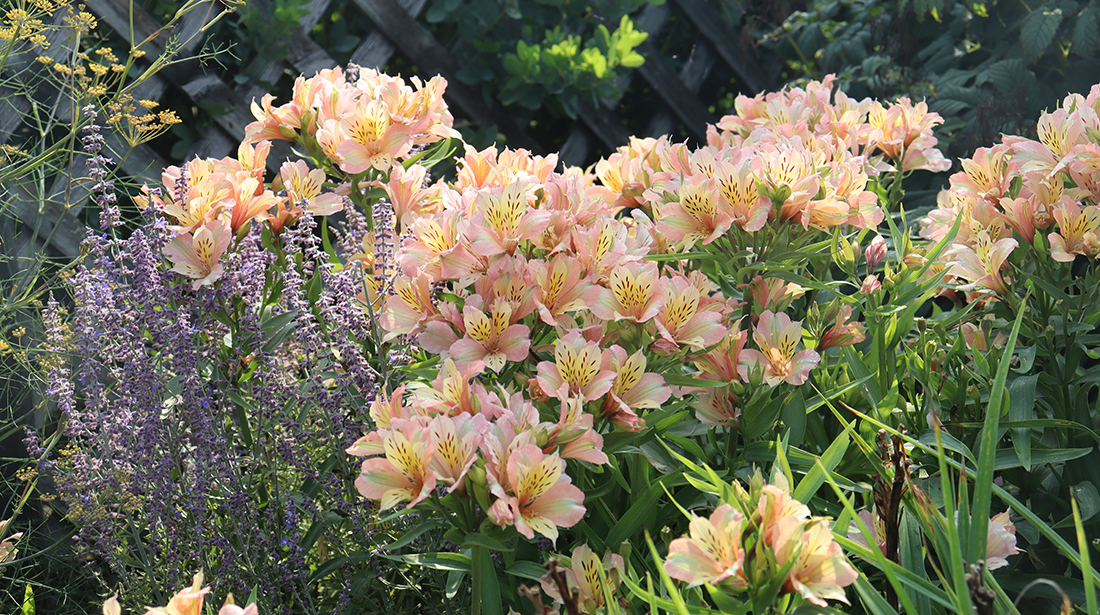 Peruvian lily flowers in the garden