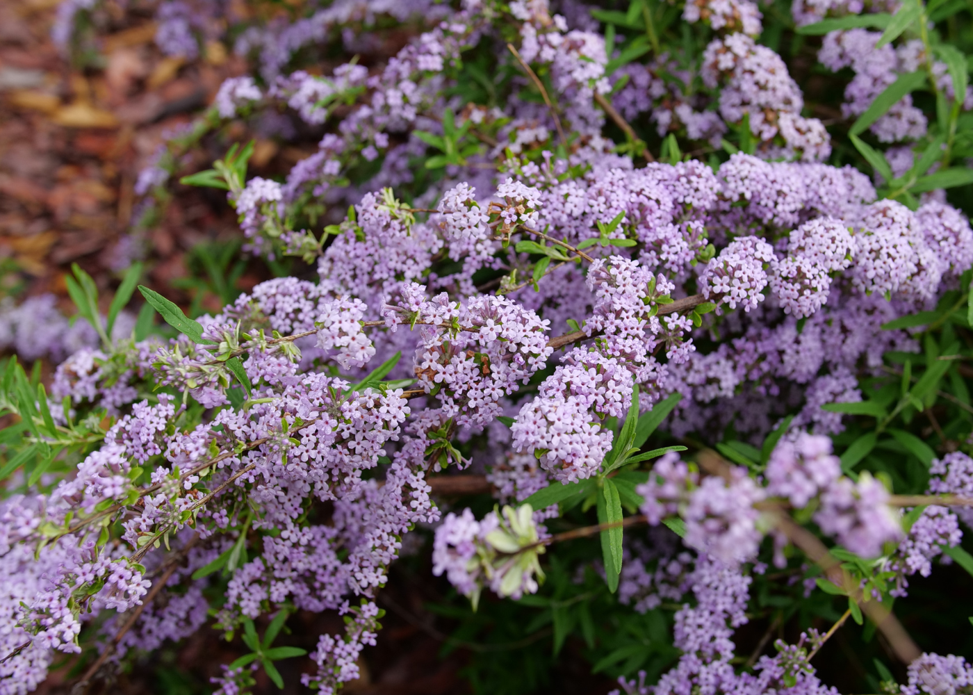 Beautiful purple florets from a cascading butterfly bush