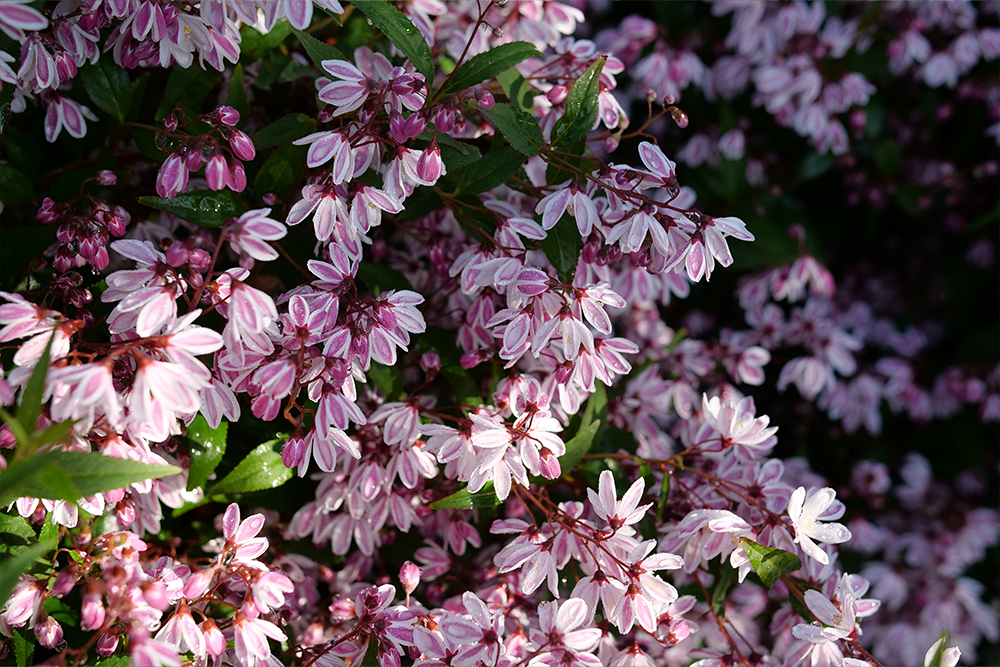 Pink deutzia flowers in the garden