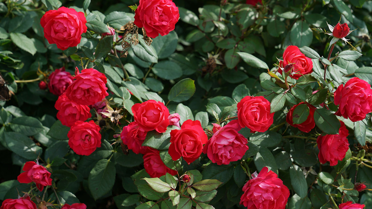 All Roses