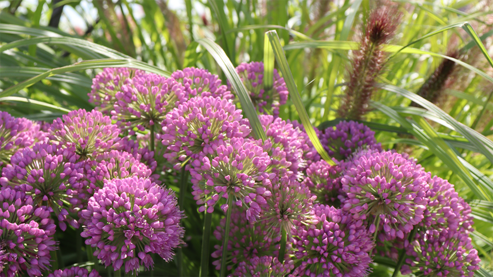 Close up picture of purple globe shaped allium flowers