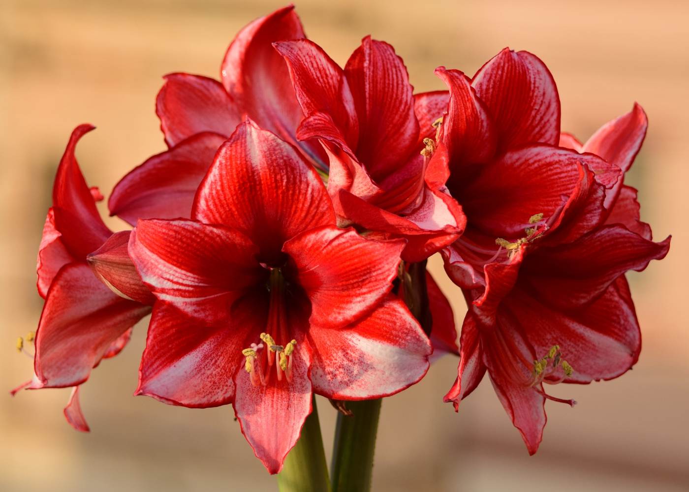 Beautiful red and white amaryllis bulbs on a table