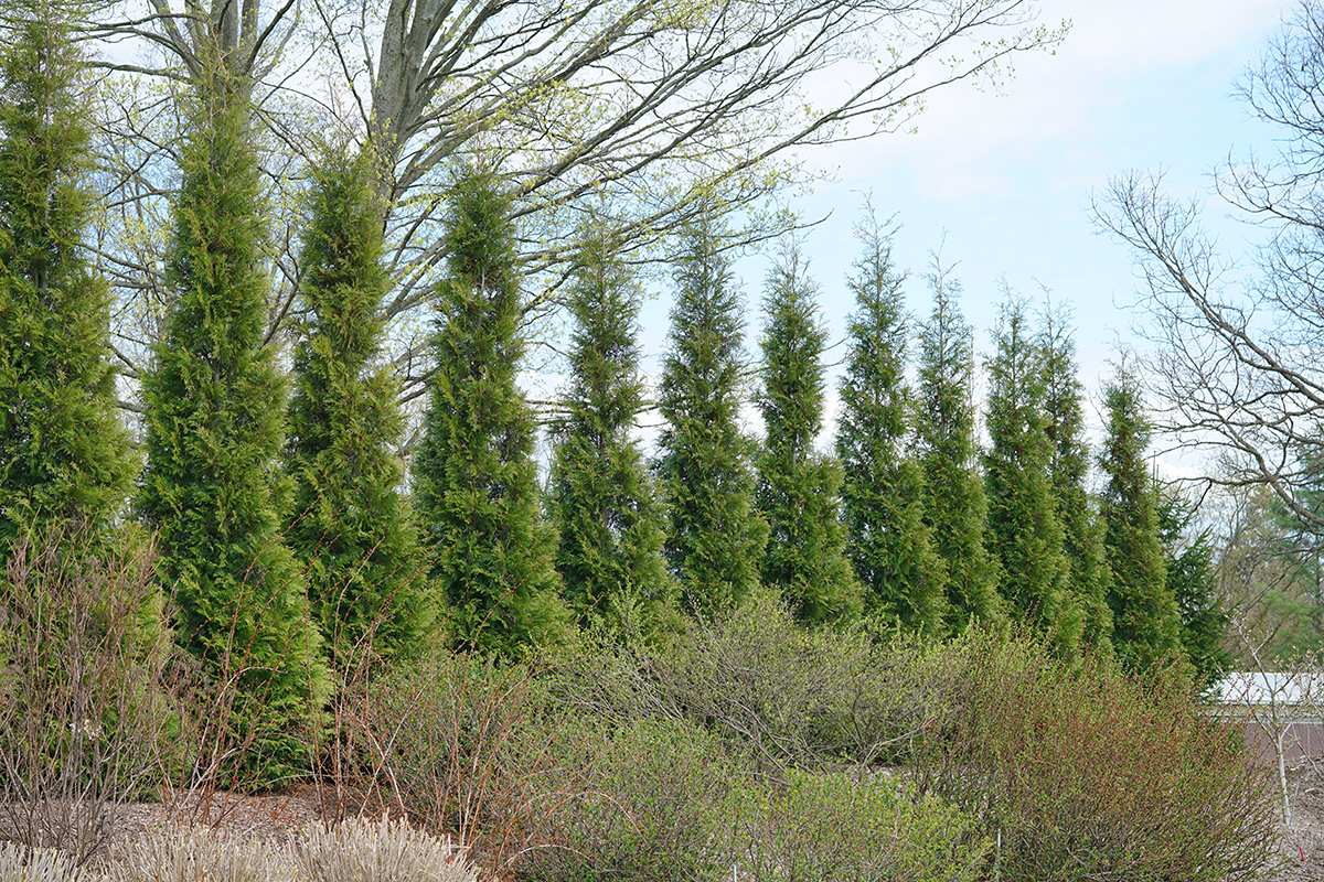A row of green arborvitae privacy hedge