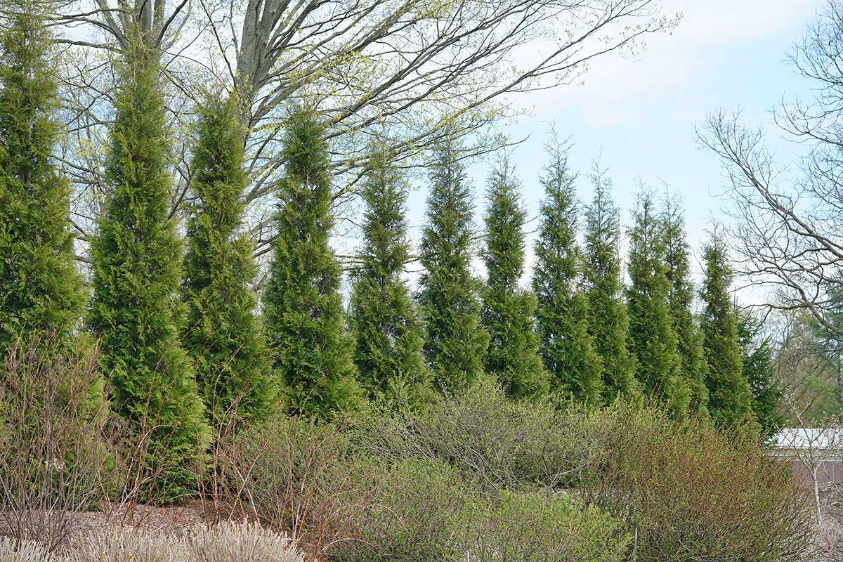 A row of green arborvitae trees as a privacy hedge
