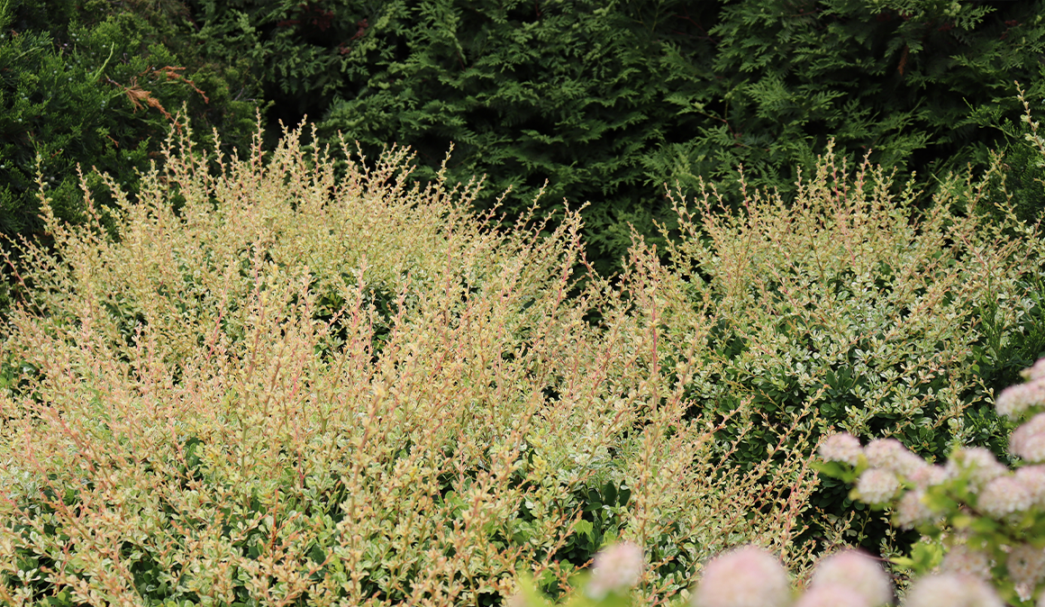 Barberry