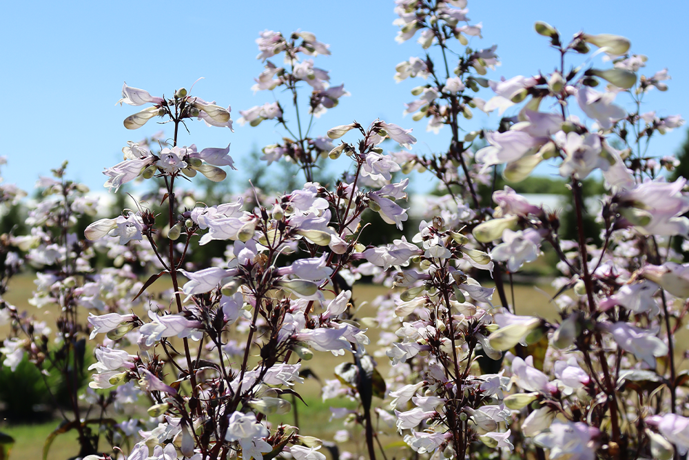 Beardtongue (Penstemon)