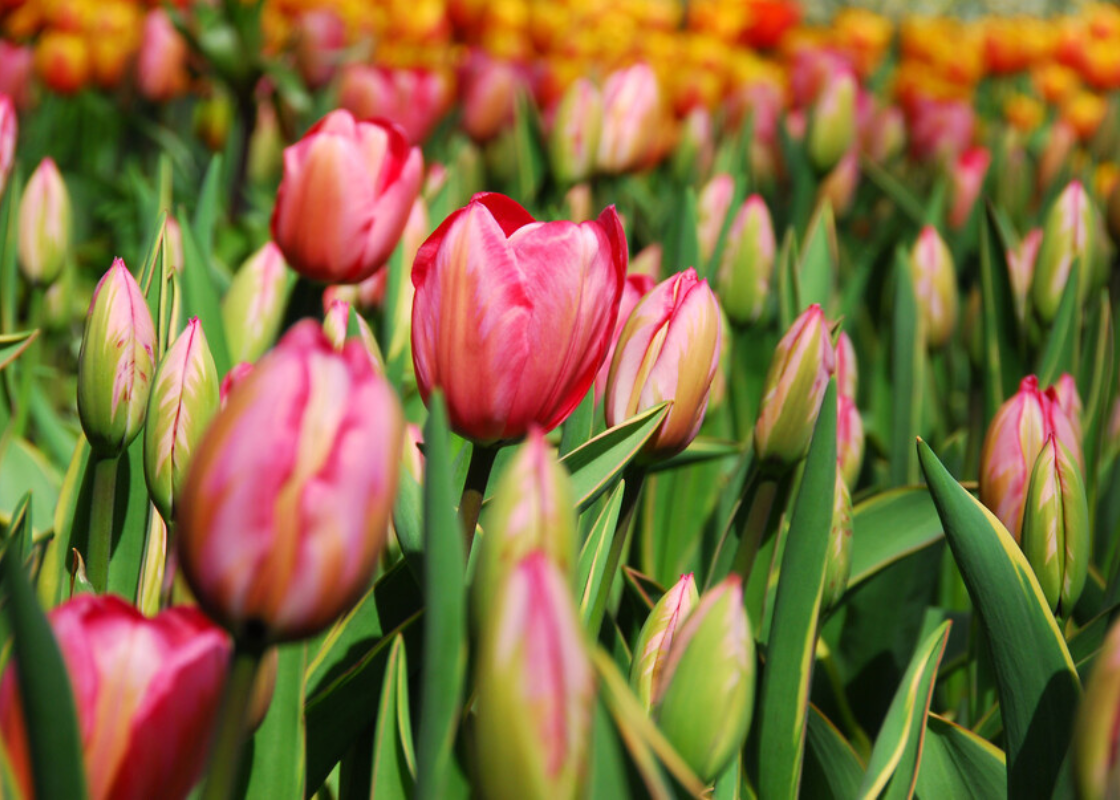 Field of pink tulip bulbs