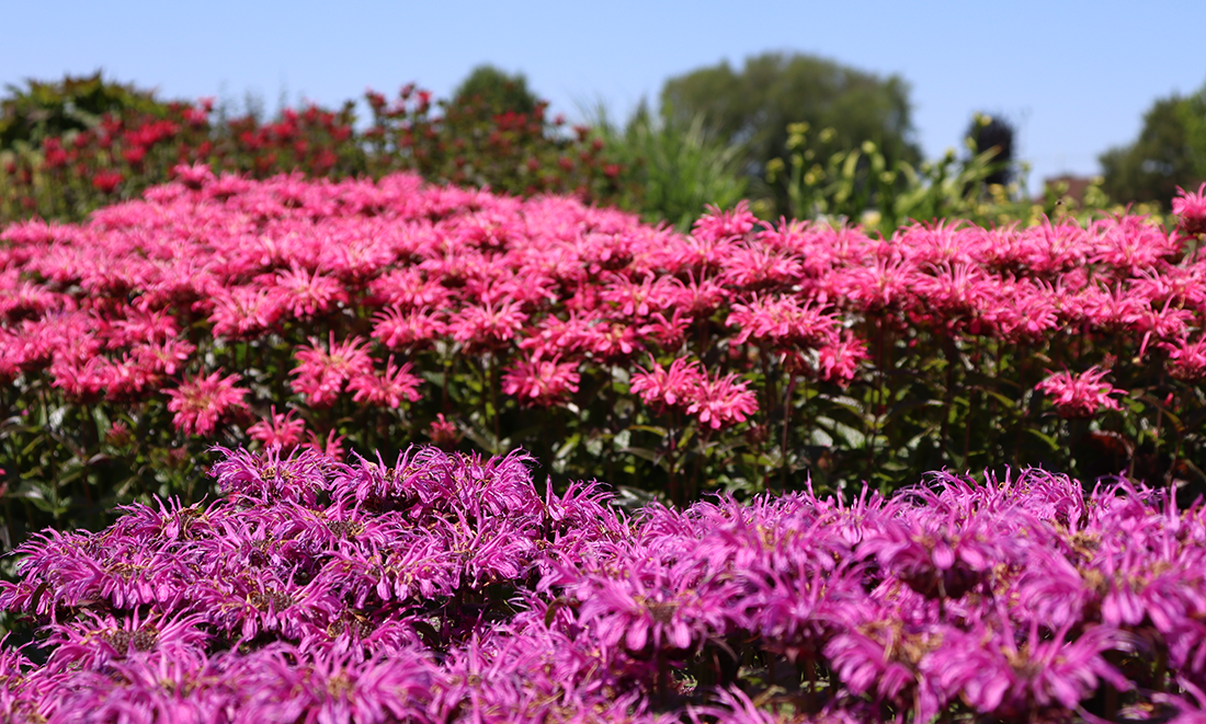 Pink and purple bee balm flowers in a sunny garden