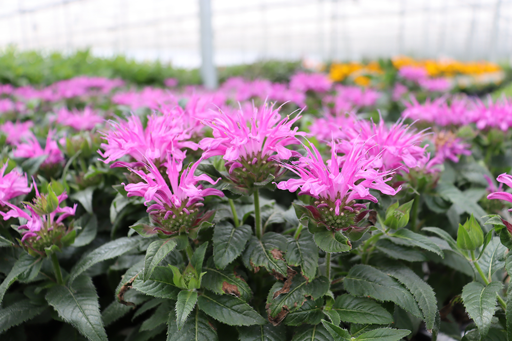 Pink bee balm in the greenhouse