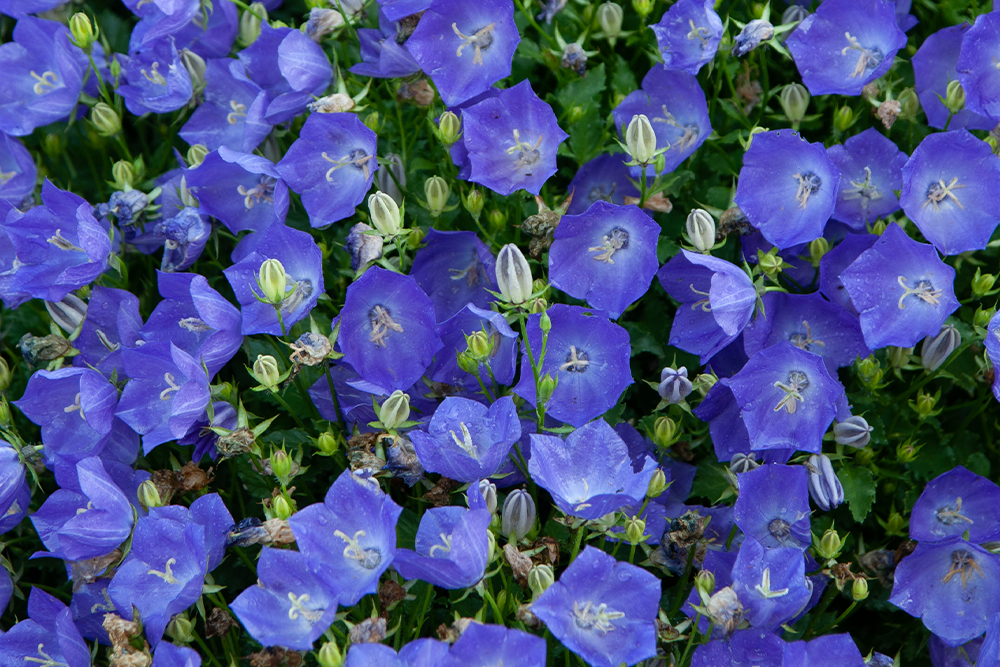 Bellflower