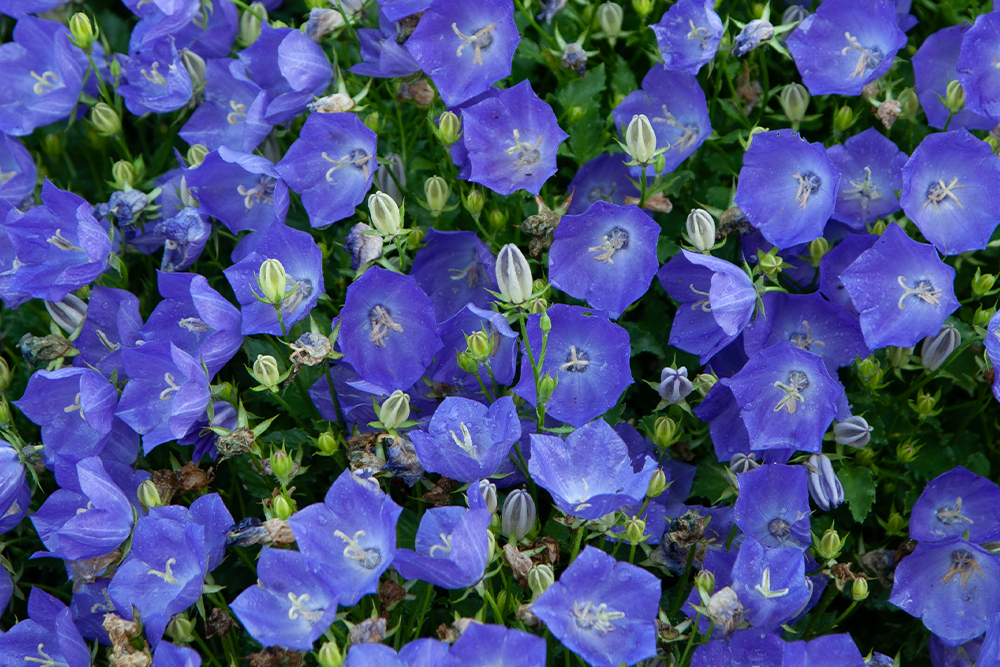 closeup of bellflower blue flowers