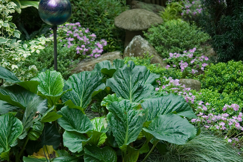 Bergenia flowers surrounded by green foliage