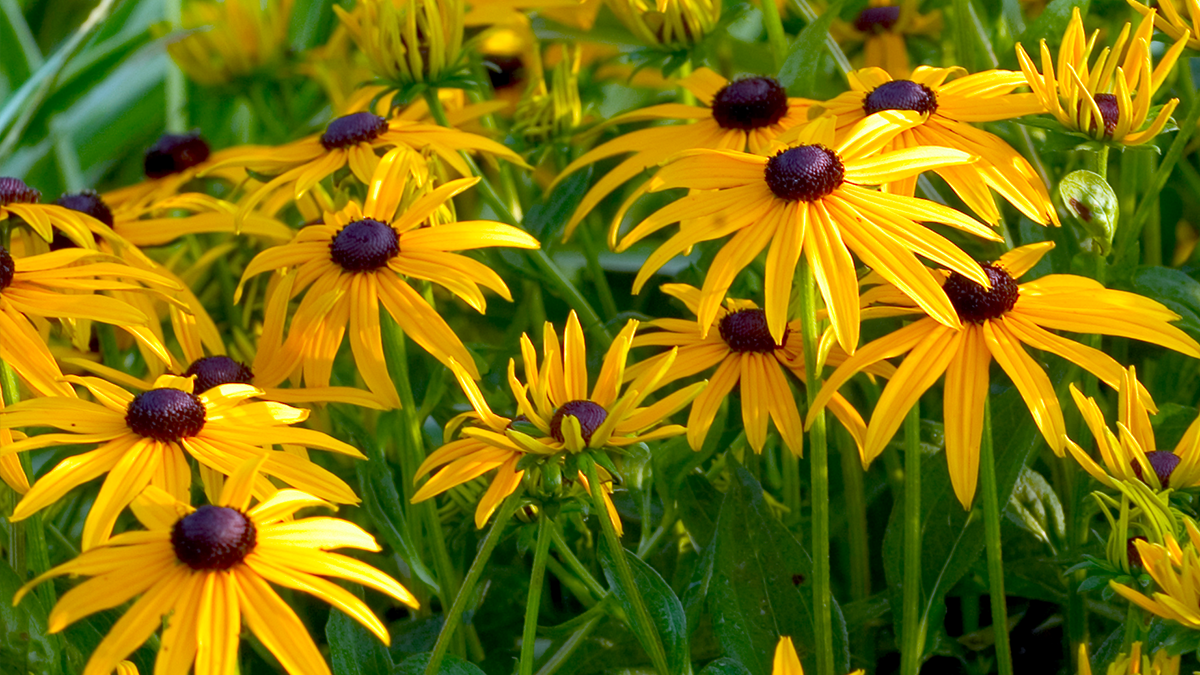 Yellow black-eyed Susan flowers in the garden