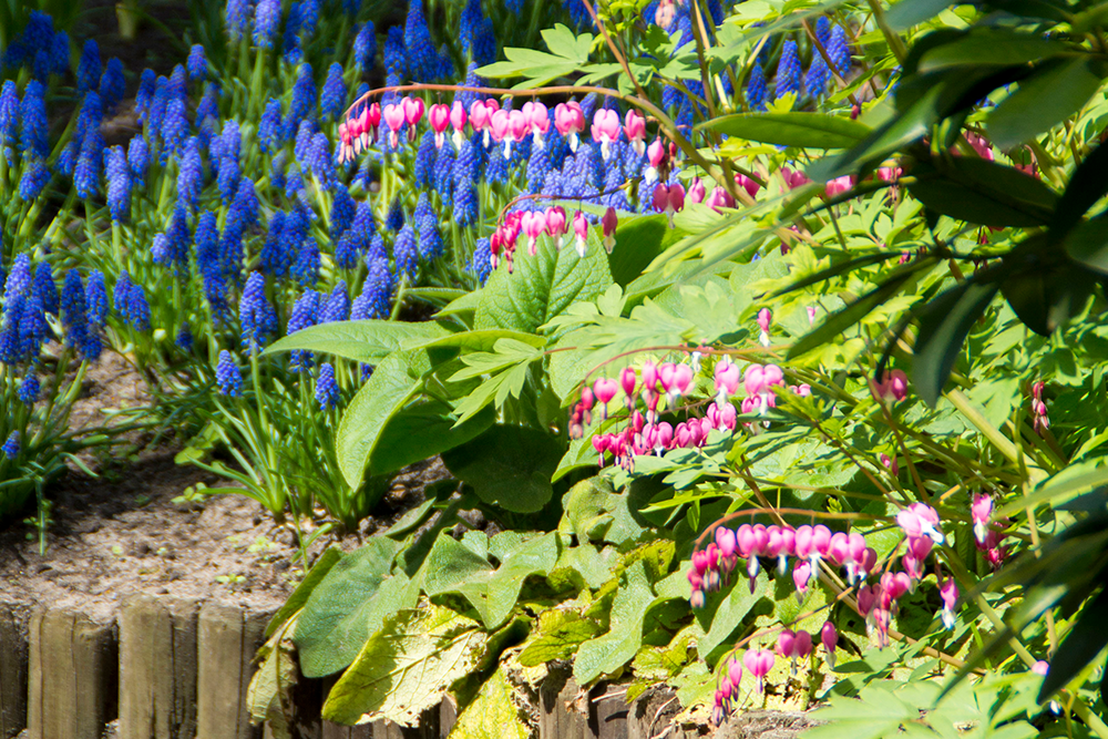 Pink bleeding heart flowers in the garden