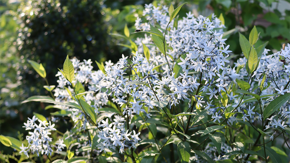 Clusters of blue flowers from bluestar perennial
