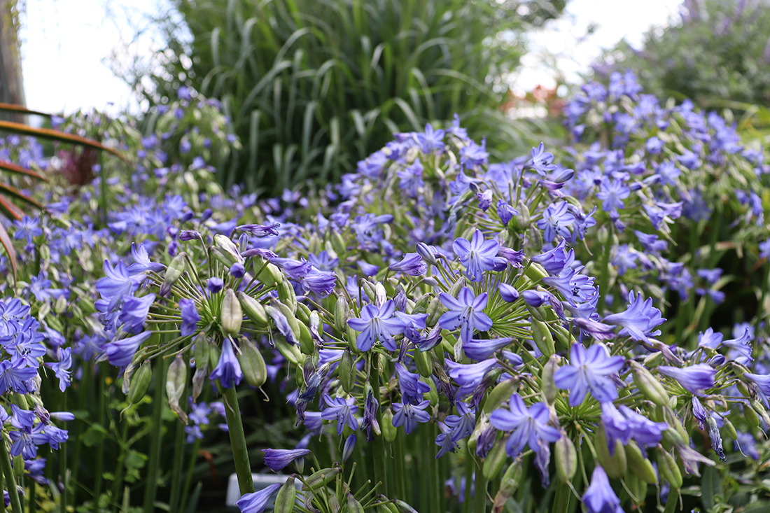Up close image of vibrant blue and purple lily of the Nile flowers