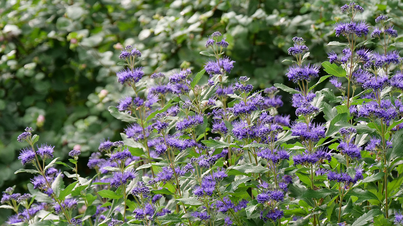Blue and purple flowers on bluebeard plants