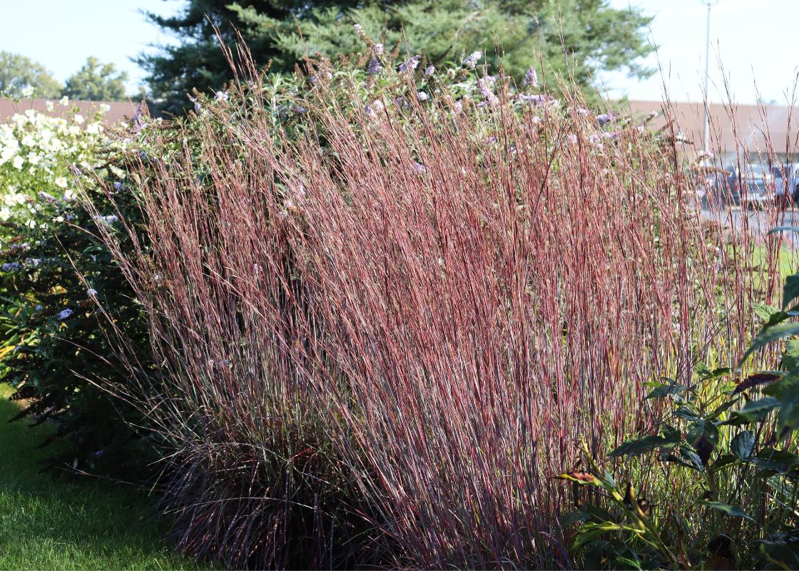 Graminée ornementale rouge de plantes Schizachyrium dans une haie de jardin