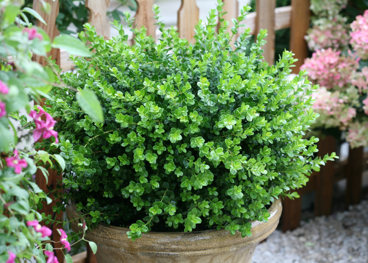 Beautiful boxwood planted in a patio container