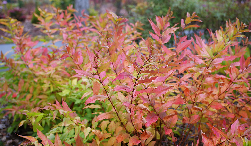 Fiery orange and red foliage from Diervilla (bush honeysuckle) plants