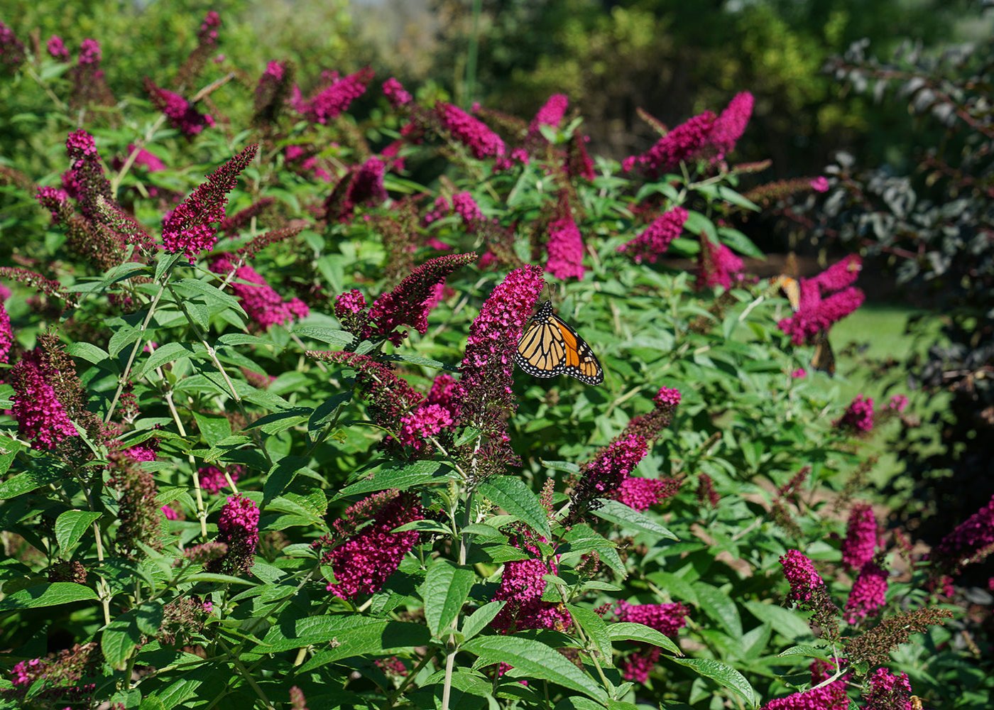 Bright pink butterfly bush flowers with a Monarch butterfly