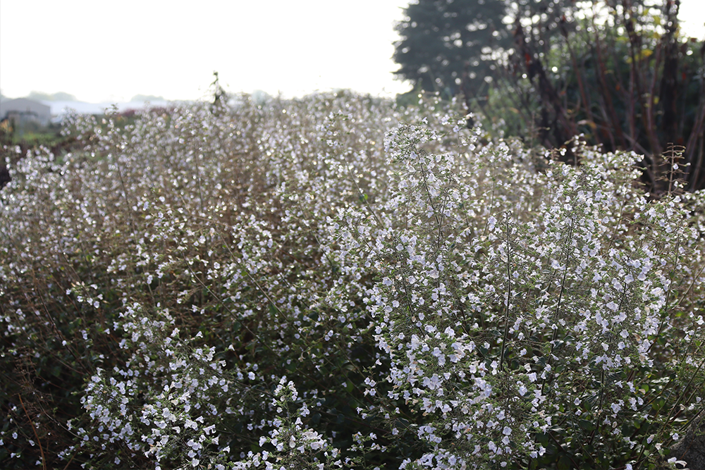 blue calamint flowers
