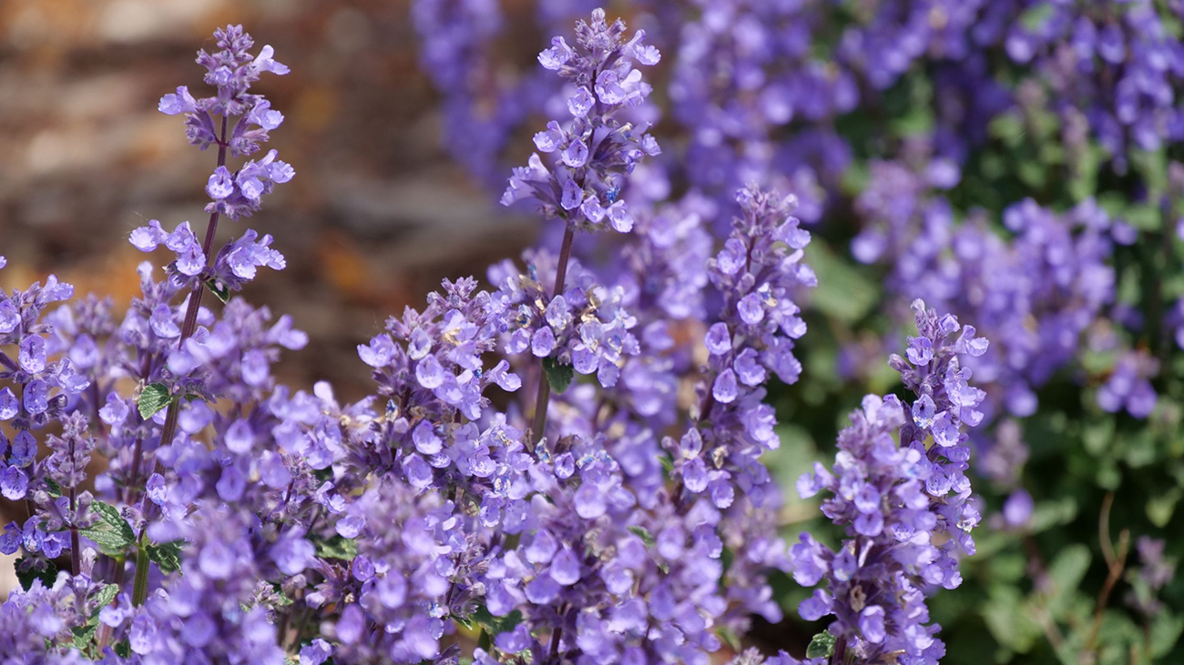 purple catmint flowers