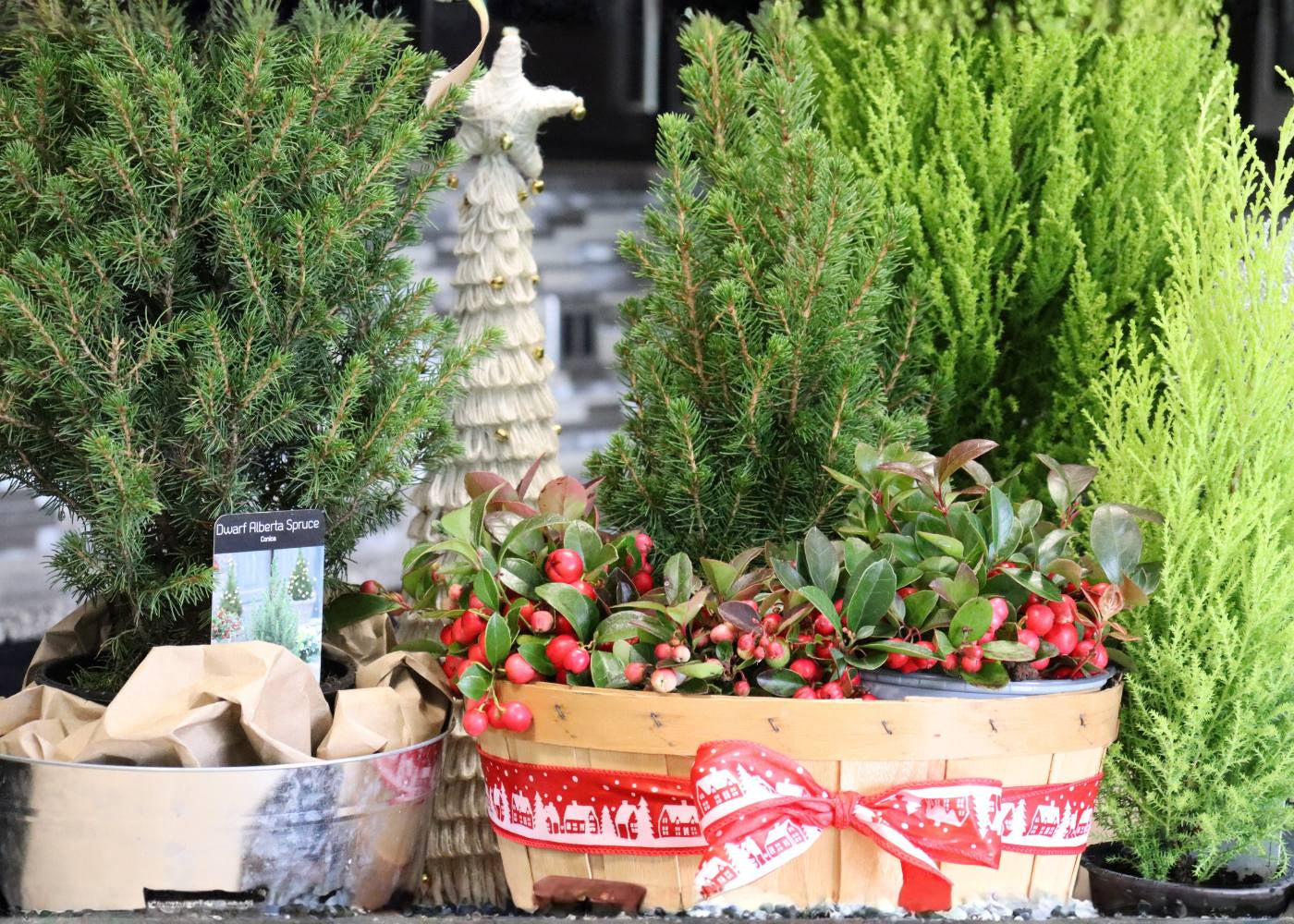Un cyprès citronnier, une épinette d'Alberta et des arbustes de gaulthérie fraîchement plantés dans une cuisine