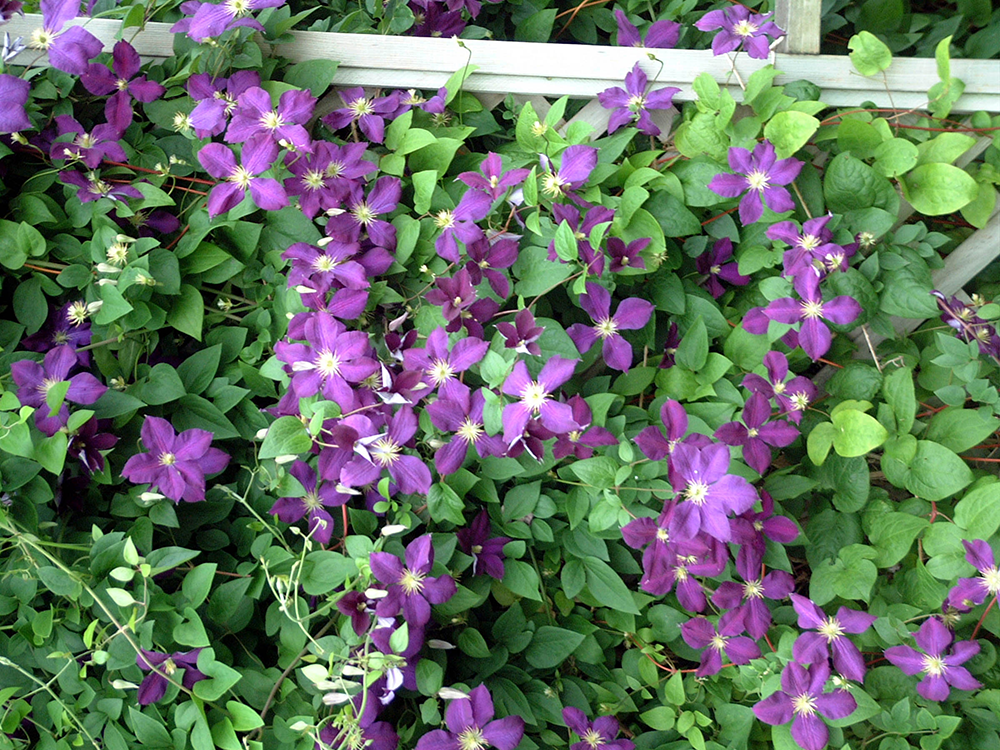 pink clematis flowers