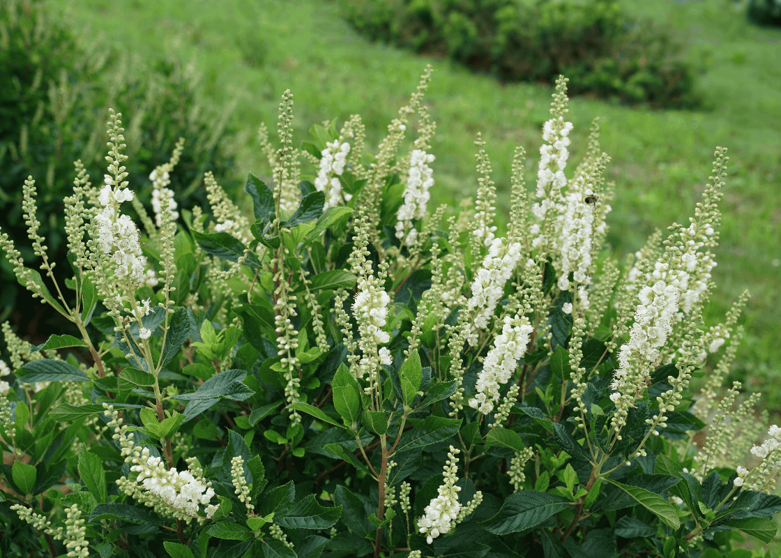 Summersweet (Clethra) plant with white flower spikes