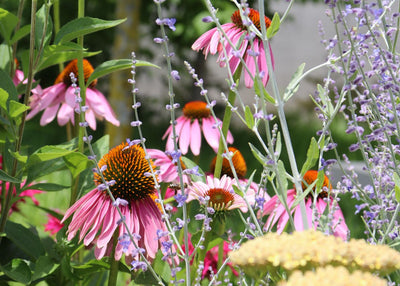 Long-Blooming Flowers