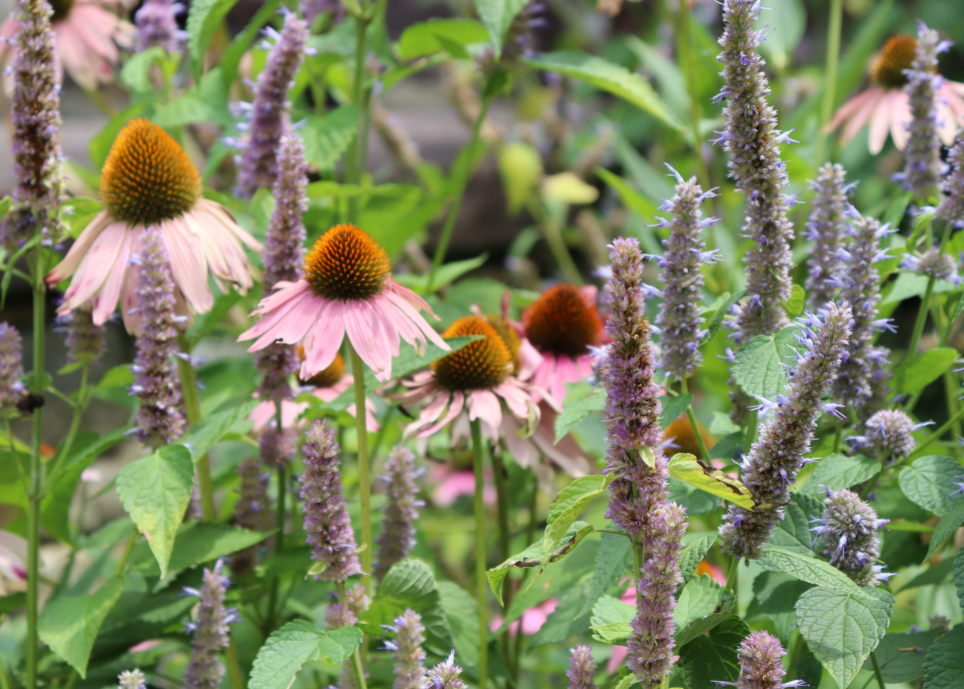 Coneflower planted with Agastache in a native garden
