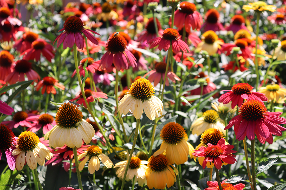 Coneflower (Echinacea) Plants For Sale Perennials Great Garden Plants