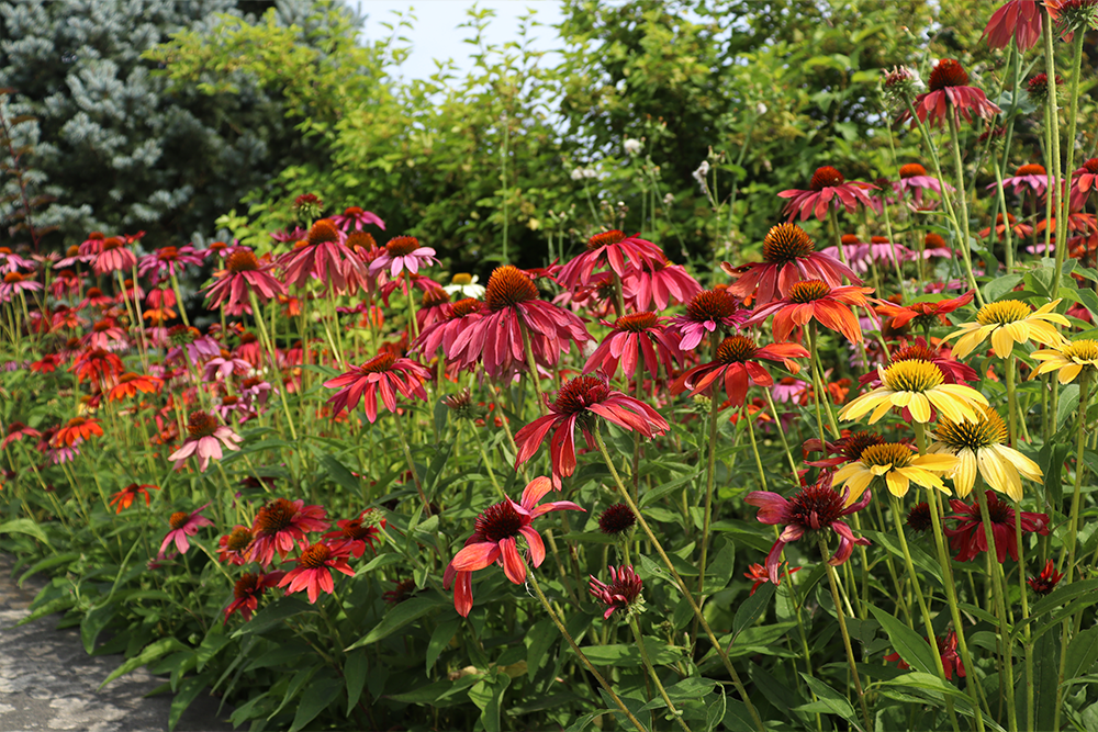 Red and pink coneflowers