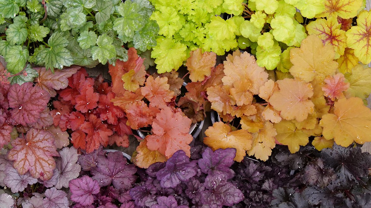 Colorful coral bells