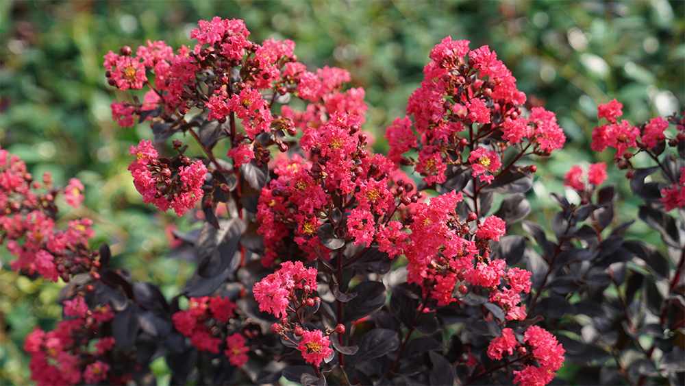Close up shot of crapemyrtle with pink/red flowers and dark purple foliage