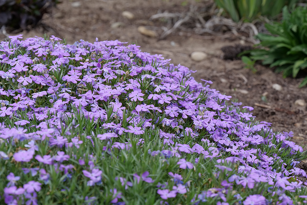 Purple 'Crater Lake' phlox flowers creeping in a garden landscape