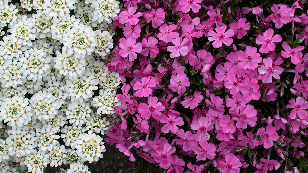 pink and white creeping phlox in the landscape