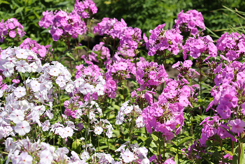 pink and white creeping phlox in the landscape