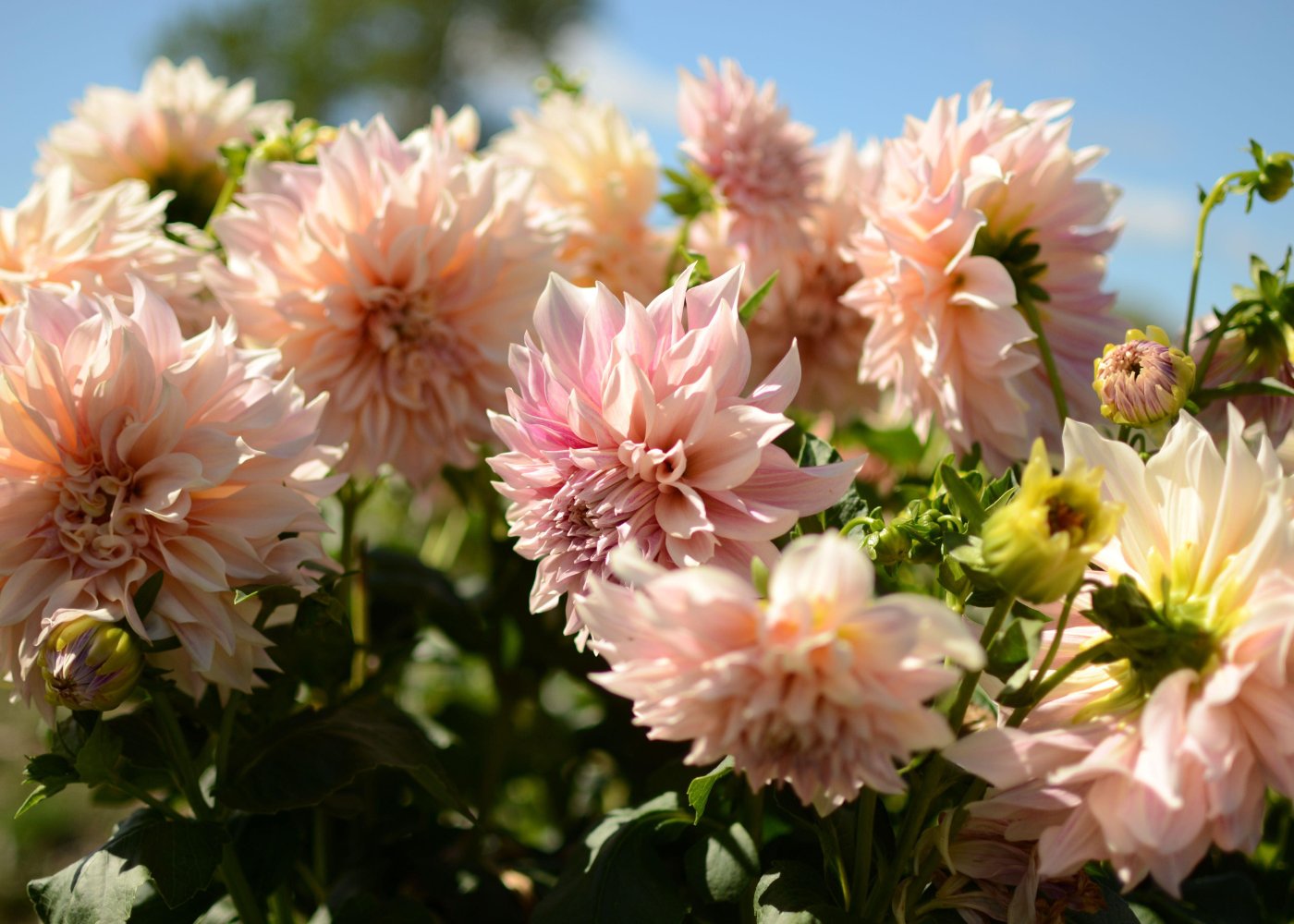 Sunny garden filled with beautiful dinnerplate dahlias