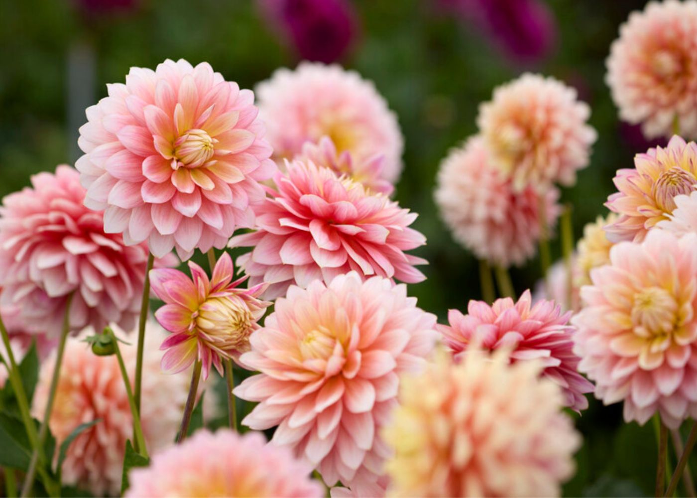 Spring-Planted Bulbs & Tubers