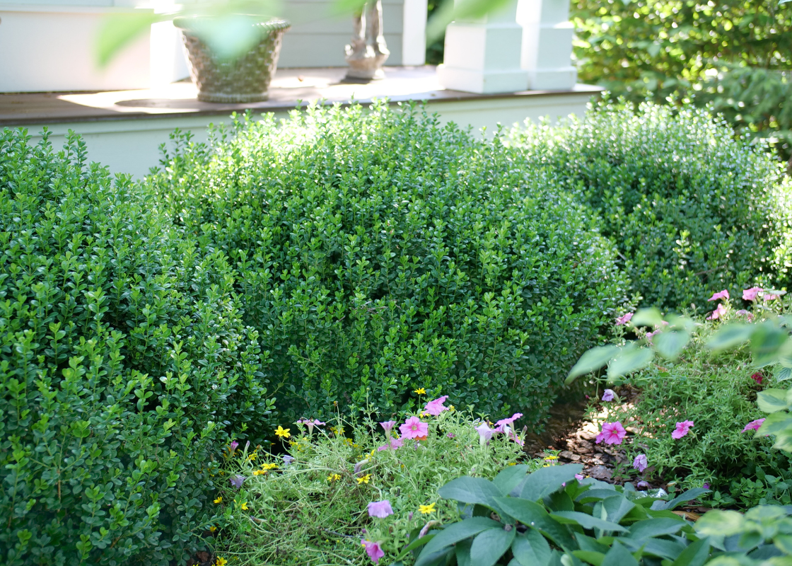 Magnifique buis rond planté le long d'une haie de jardin près du patio avant