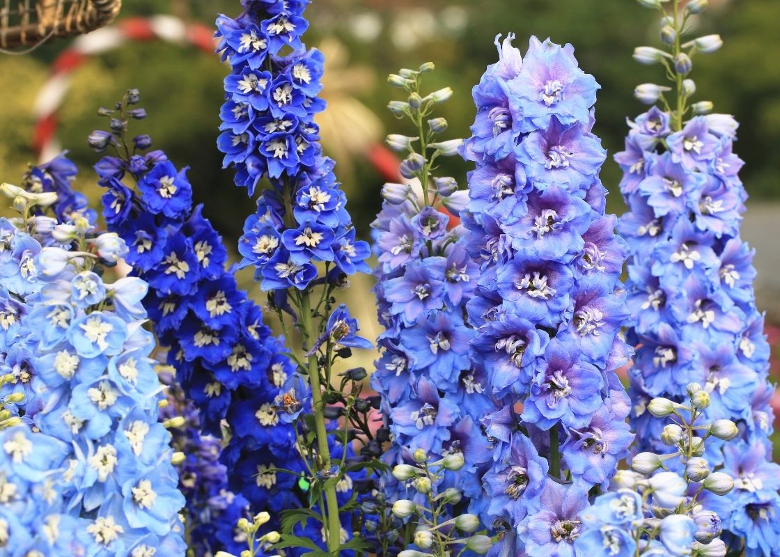 Un assortiment de fleurs de delphinium bleues et violettes