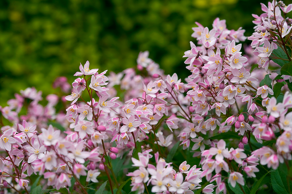 Deutzia