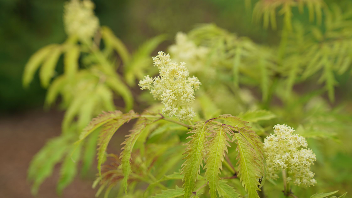 Elderberry