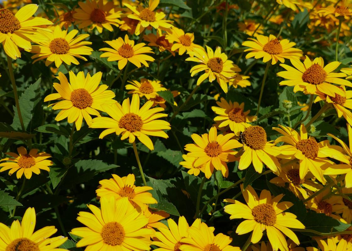 De joyeux faux tournesols jaunes fleurissent dans un jardin ensoleillé