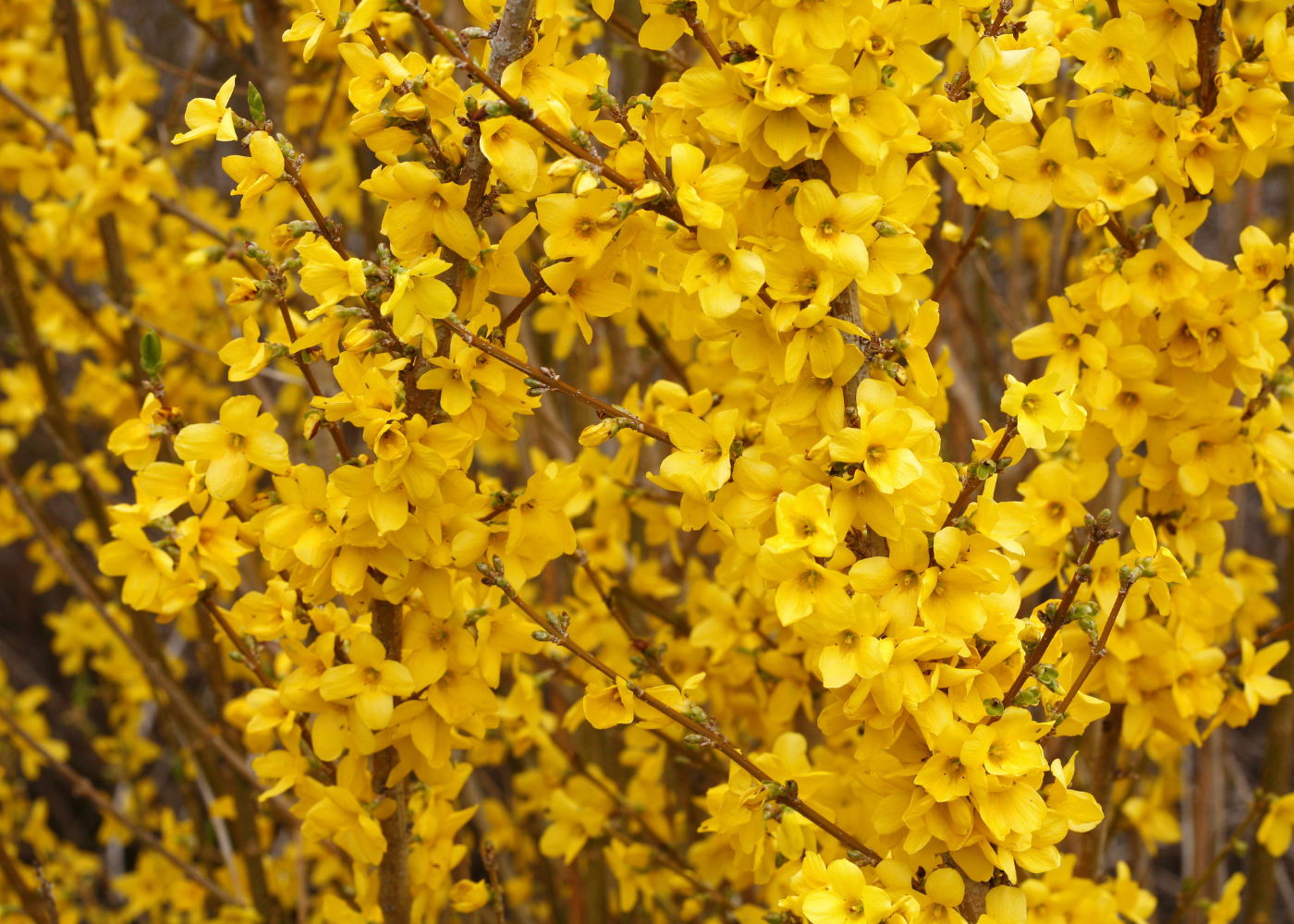 Close up image of bright yellow forsythia flowers in spring