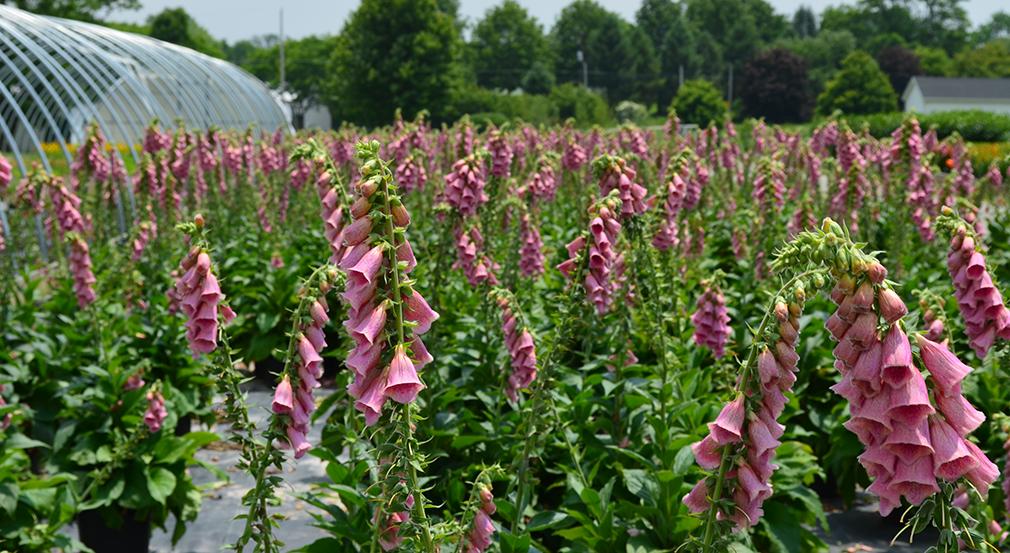 A sunny field full of pink foxglove flowers